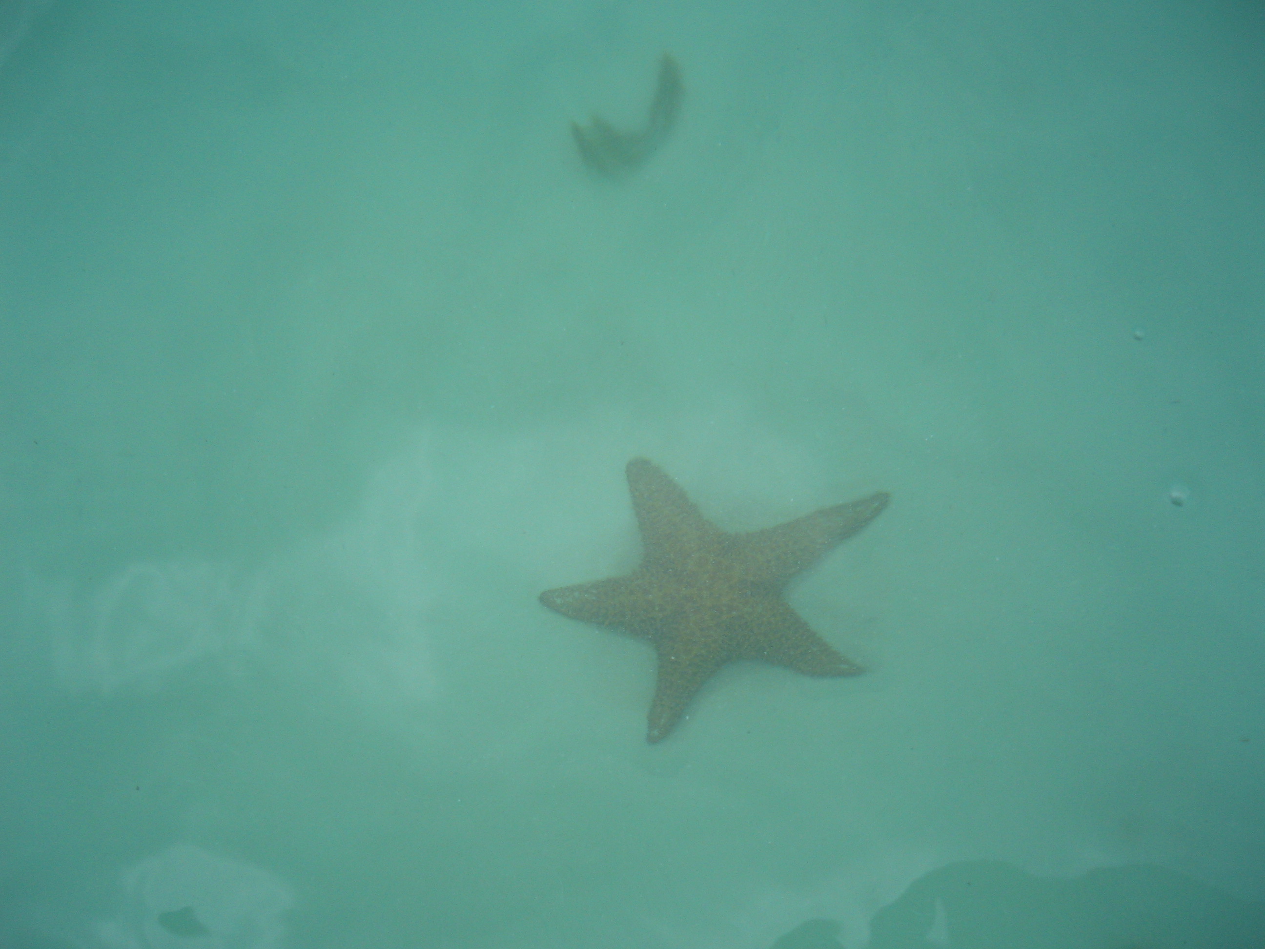Starfish in the natural swimming pool