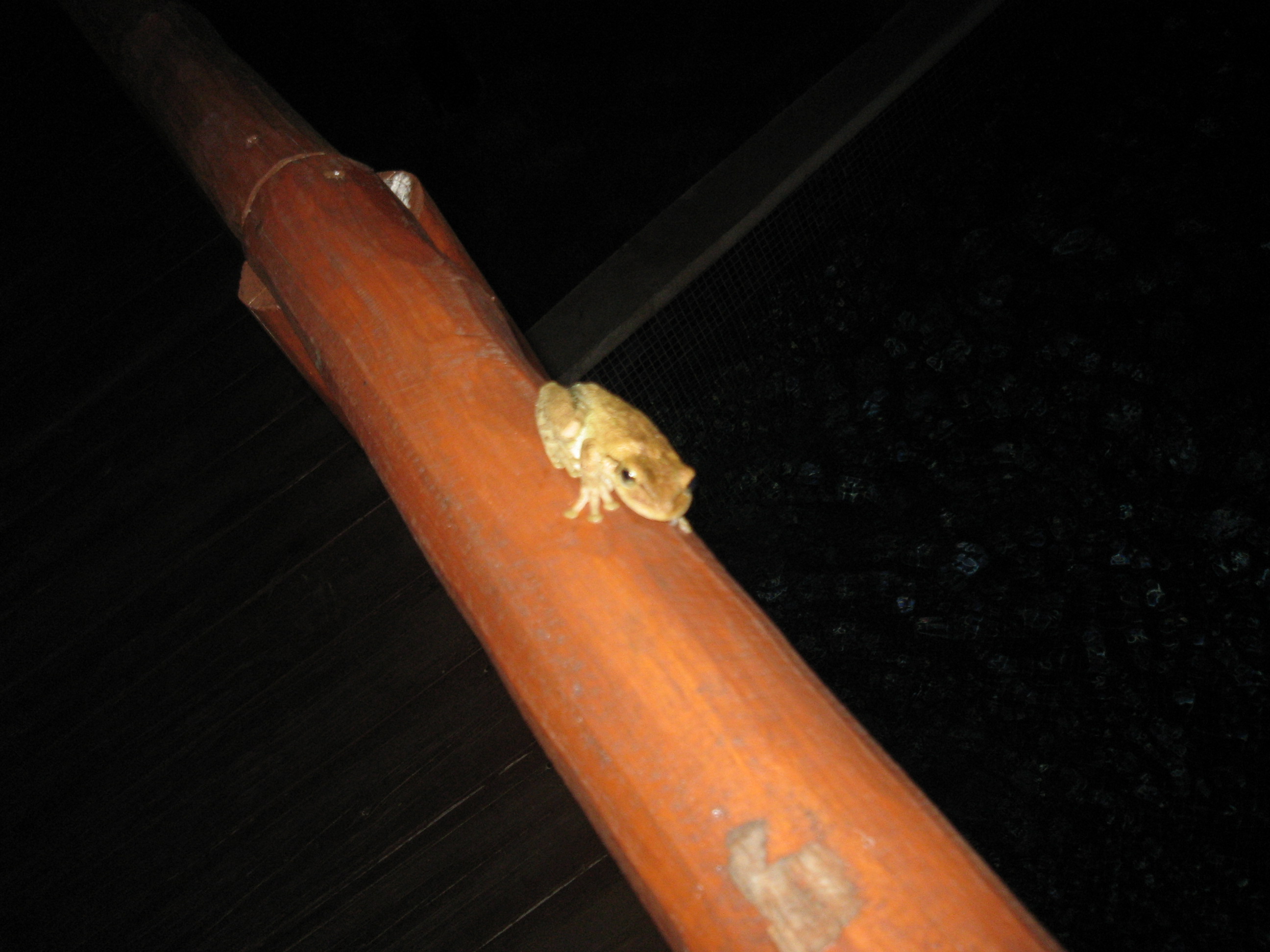 frog on the bridge railing