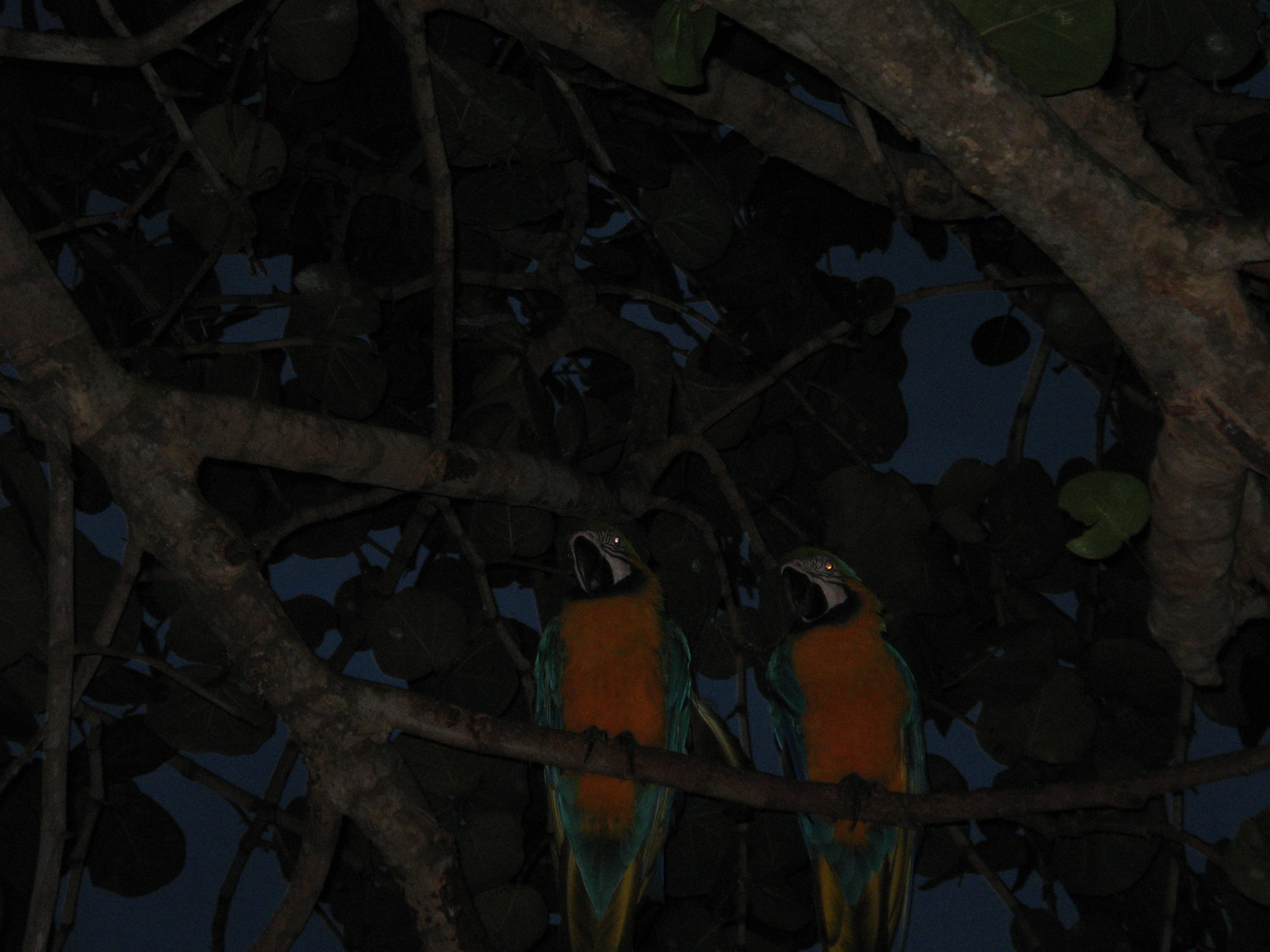 pair of Blue and yellow parrots at night