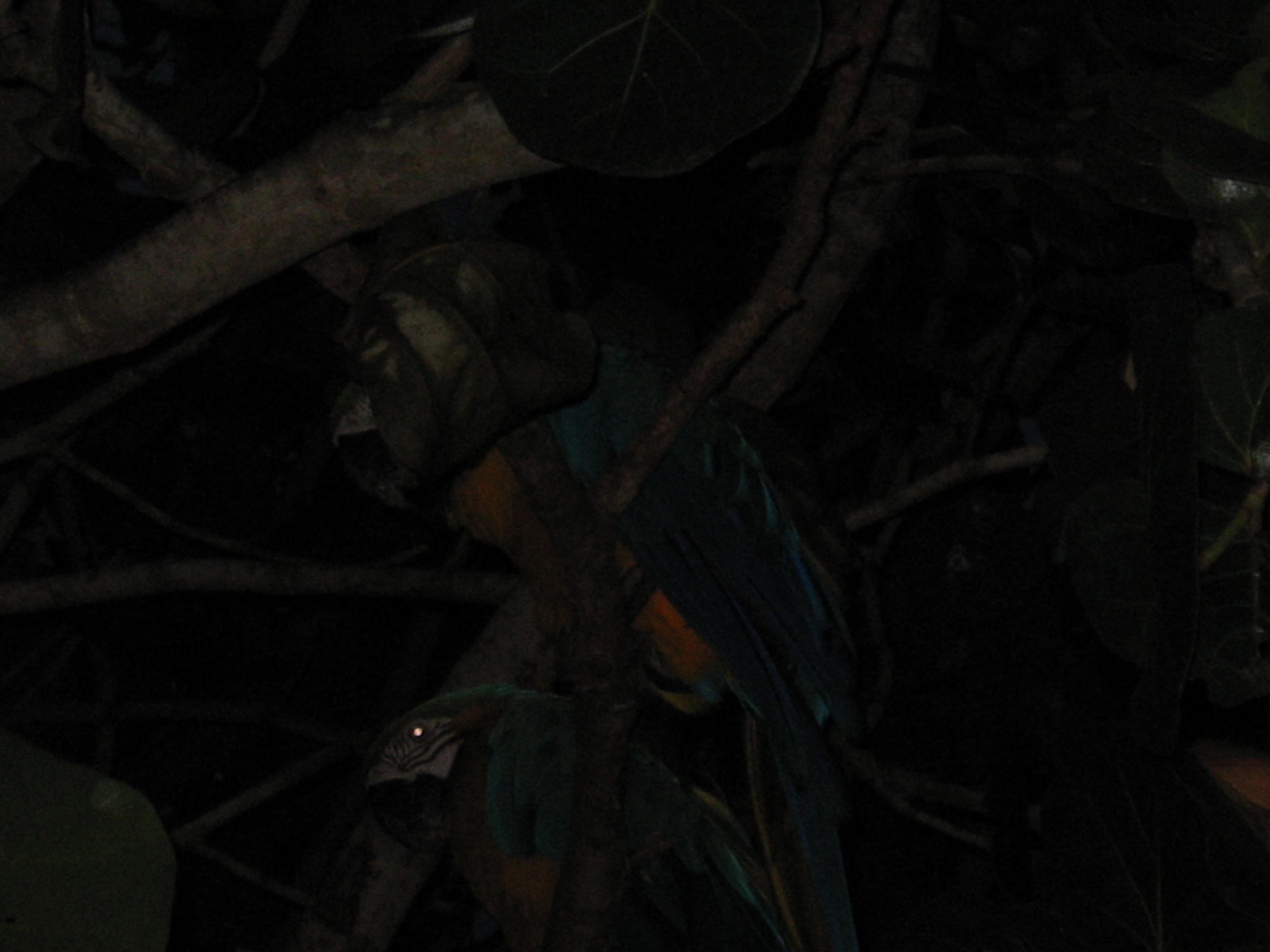 blue and yellow parrots at night