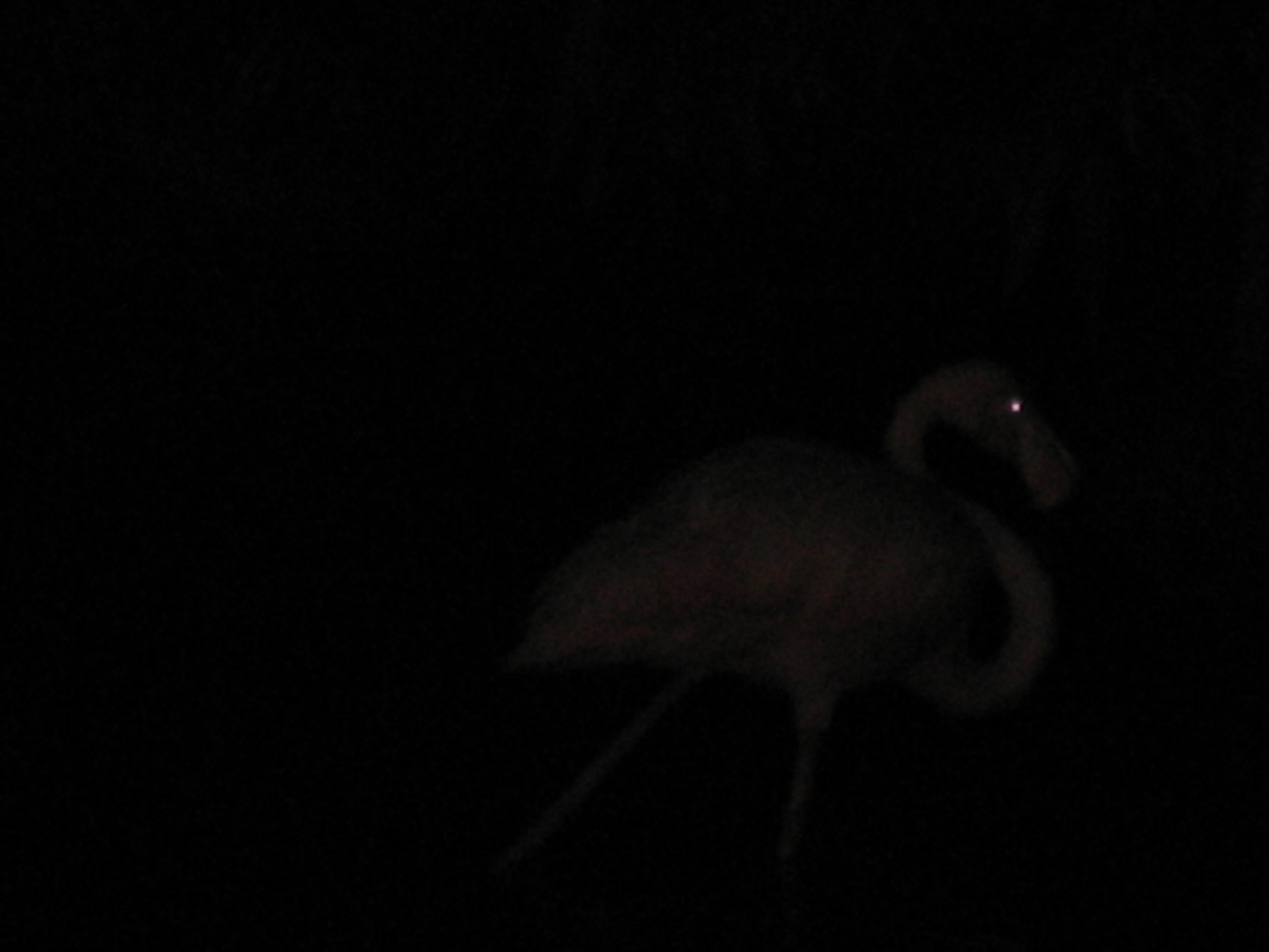 flamingo at night